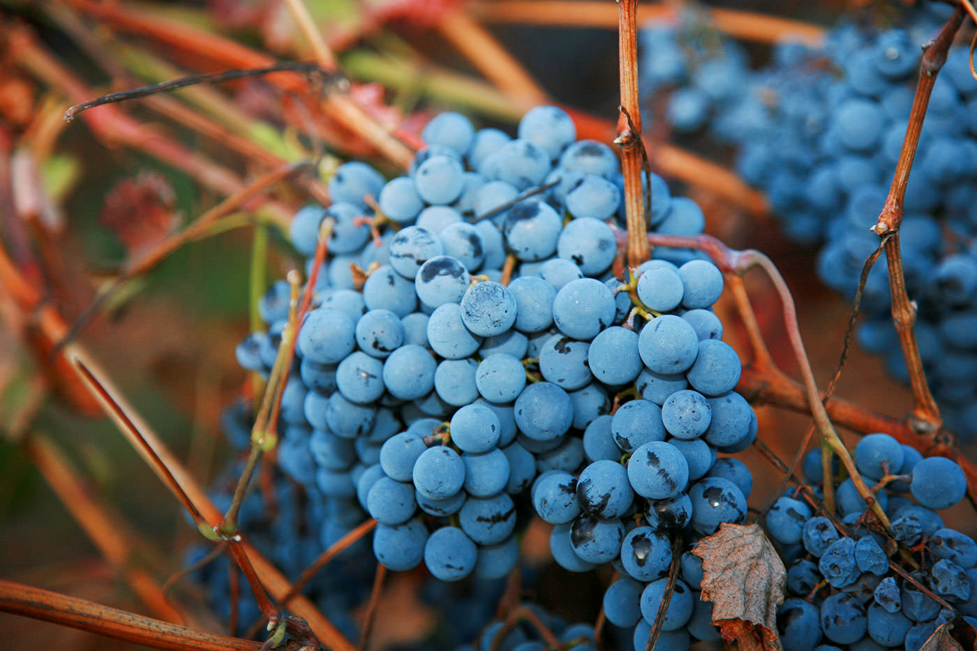 NEMEA WINEMAKERS ASSOCIATION<br>THE GREAT DAYS OF NEMEA