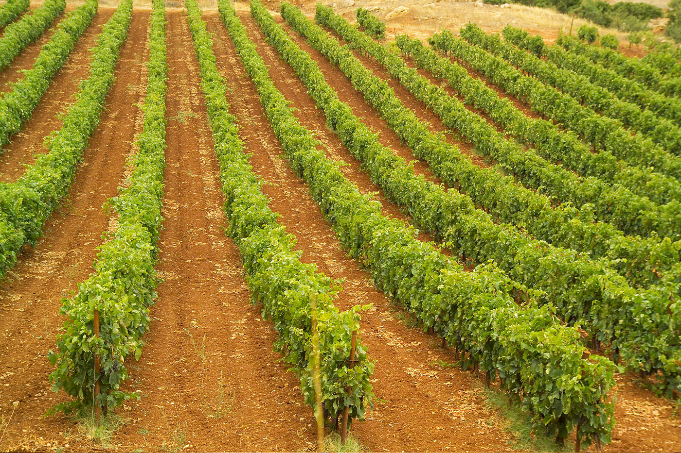 NEMEA WINEMAKERS ASSOCIATION<br>THE GREAT DAYS OF NEMEA